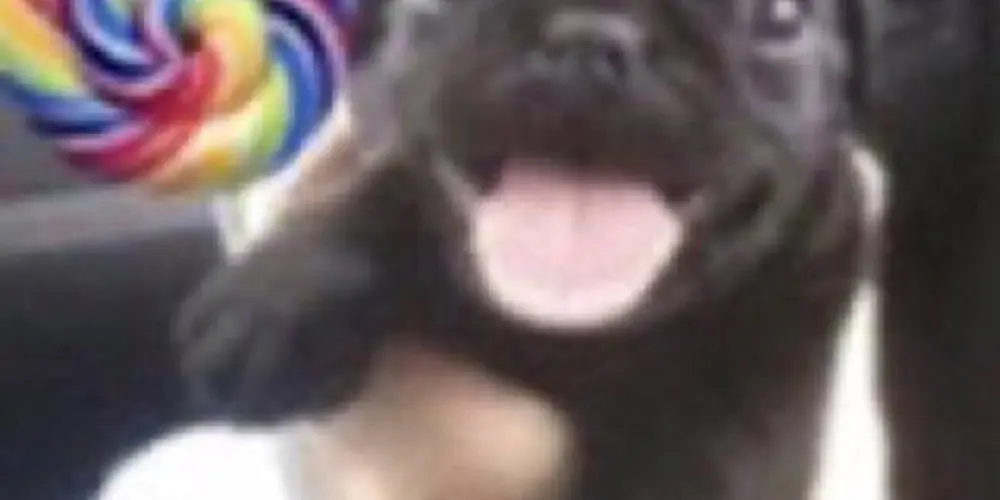 Imagem do grupo de WhatsApp > Chat Sem Chat