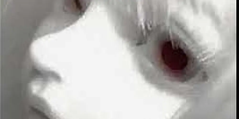 Imagem do grupo de WhatsApp Chat sem Limites