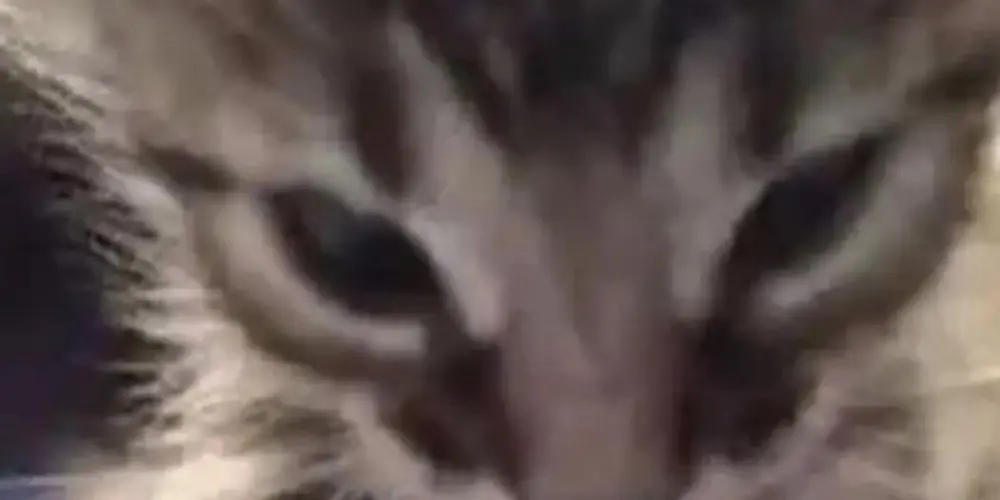 Imagem do grupo de WhatsApp Chat sky 🕷️