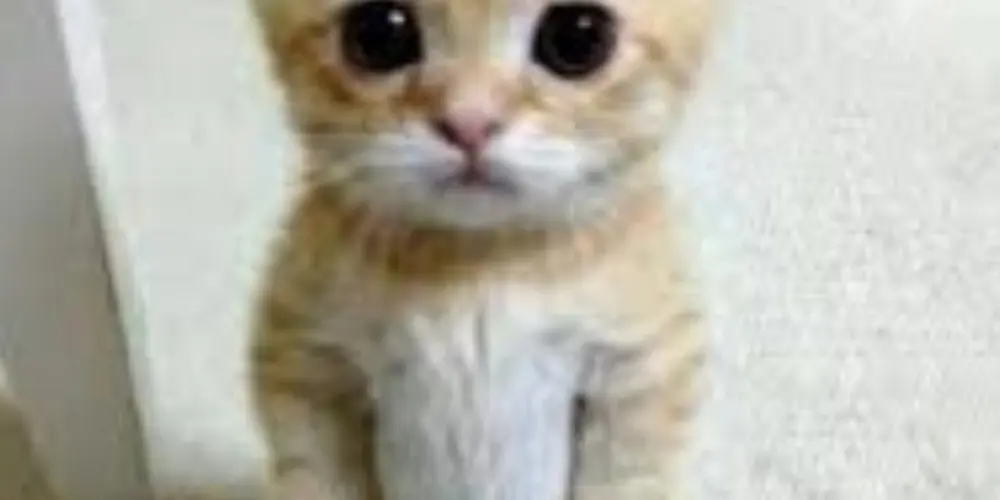 Imagem do grupo de WhatsApp Chat📍com bot