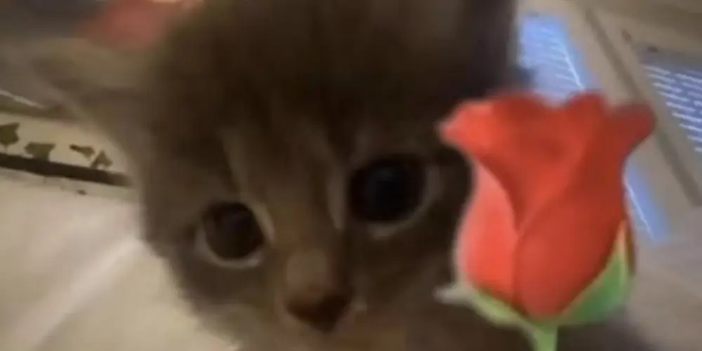 Imagem do grupo de WhatsApp Chat💯Noção