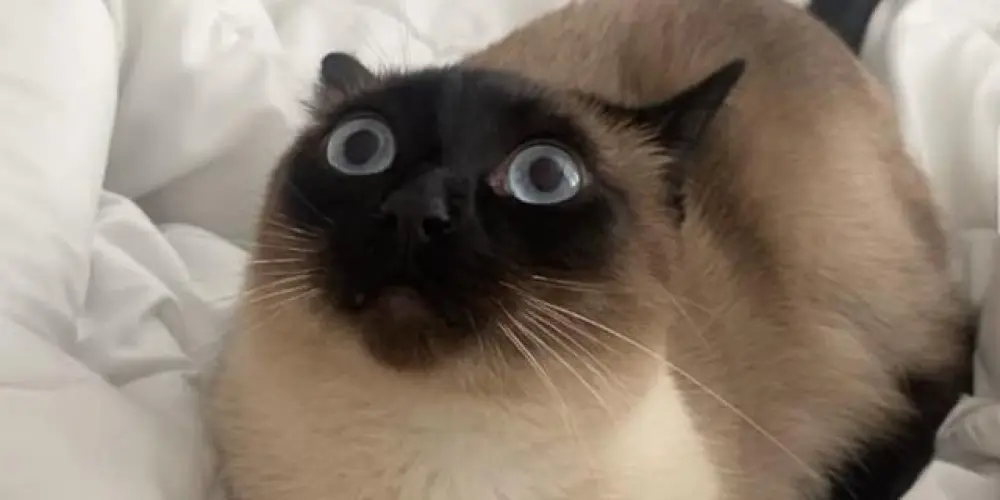 Imagem do grupo de WhatsApp Chicas