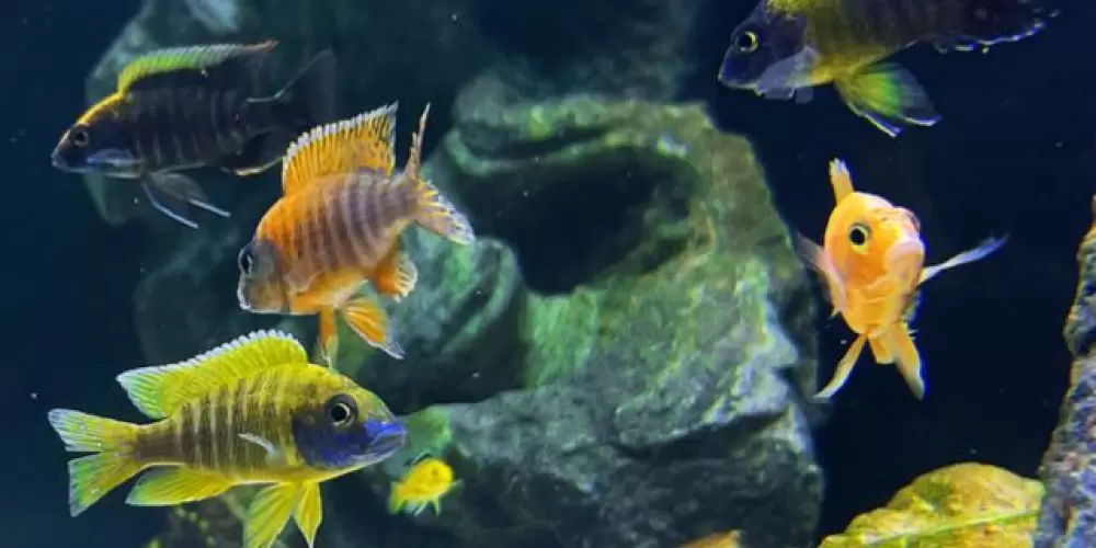 Imagem do grupo de WhatsApp Ciclídeos africanos