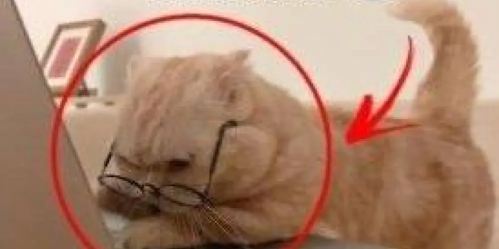 Imagem do grupo de WhatsApp Cinema & Letterboxd