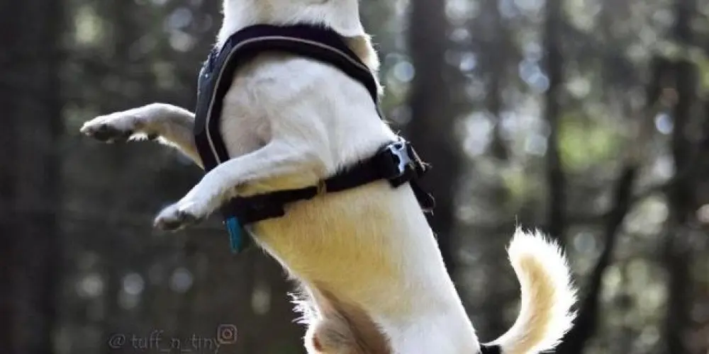 Imagem do grupo de WhatsApp Cino 🥏🐕‍🦺🐩