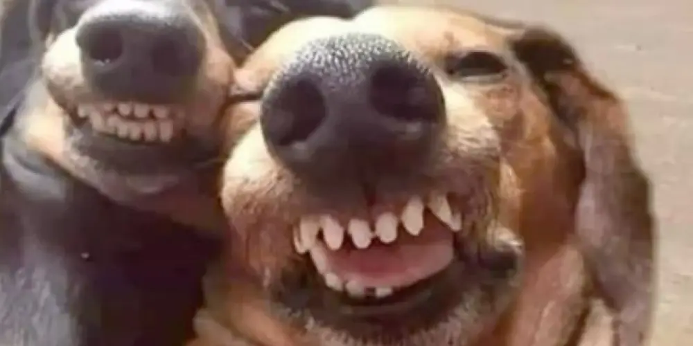 Imagem do grupo de WhatsApp circo da paty 🤟🏾😉💯😭