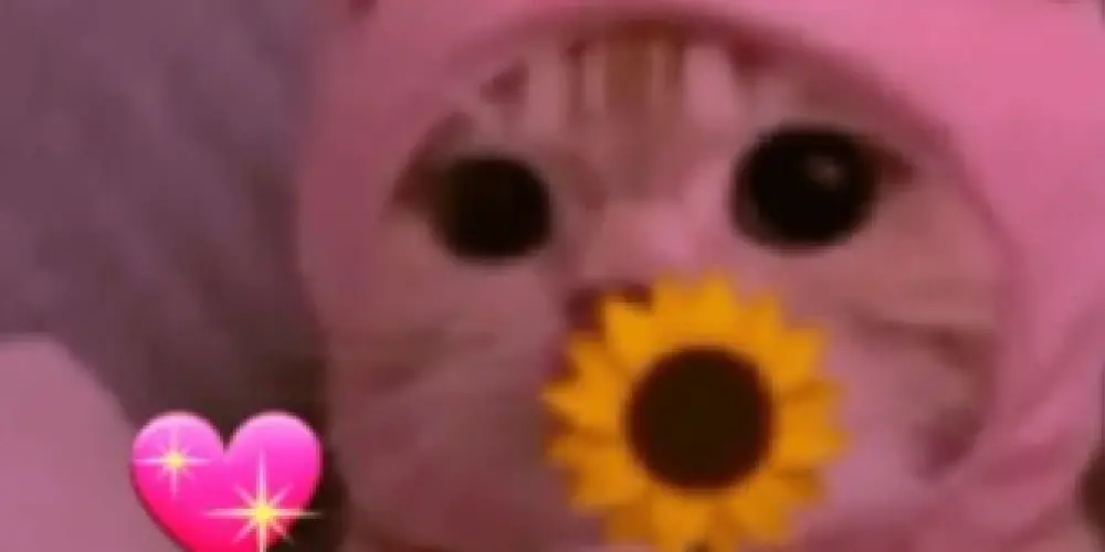 Imagem do grupo de WhatsApp ✦ Círculo das Estrelas ✦