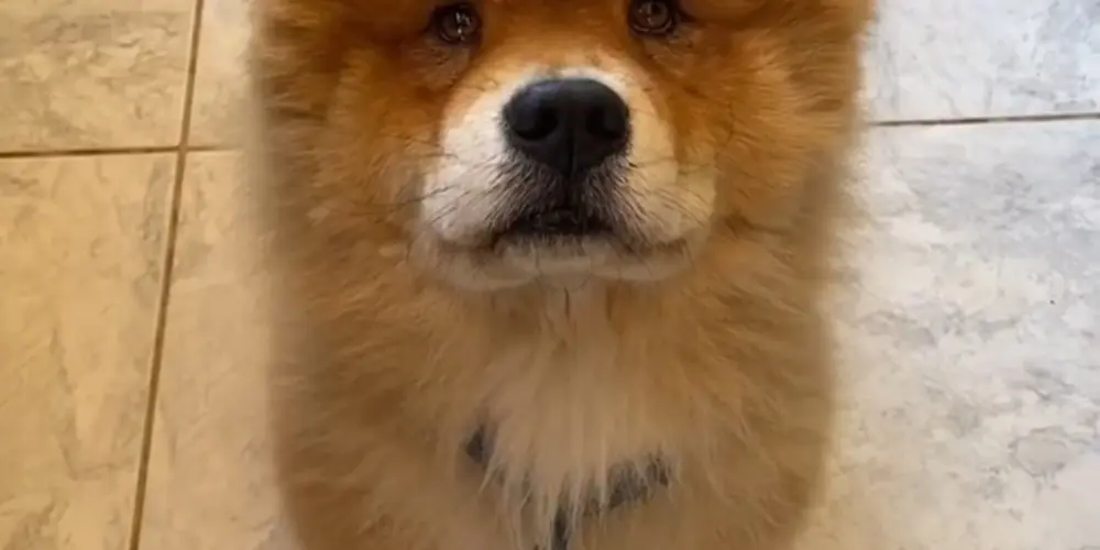 Imagem do grupo de WhatsApp Clã