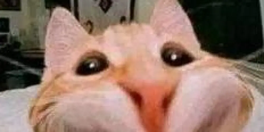 Imagem do grupo de WhatsApp Clã do caps 🏥