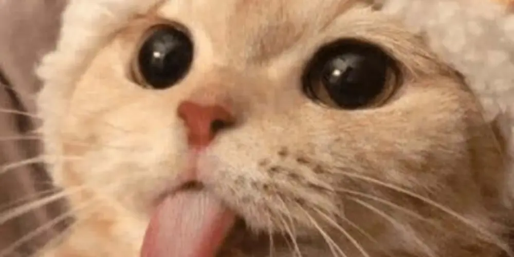 Imagem do grupo de WhatsApp ❄『Cla Uchia 』❄