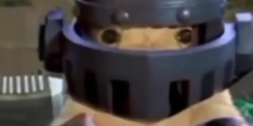 Imagem do grupo de WhatsApp Clash Royale