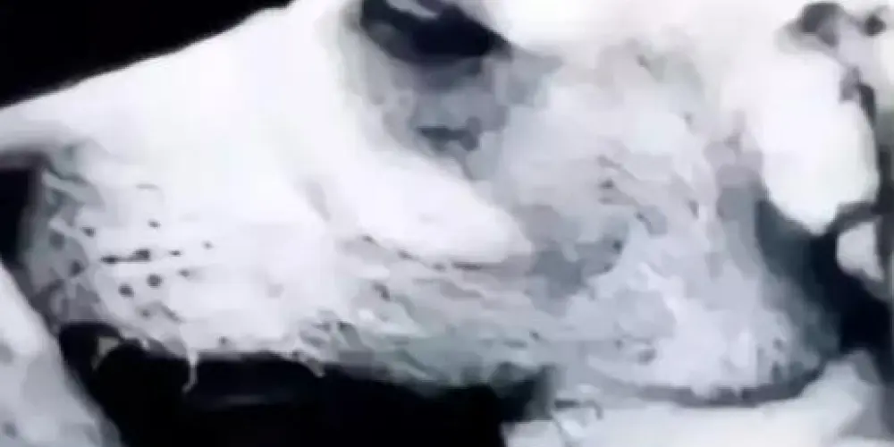 Imagem do grupo de WhatsApp Clashzin do bom