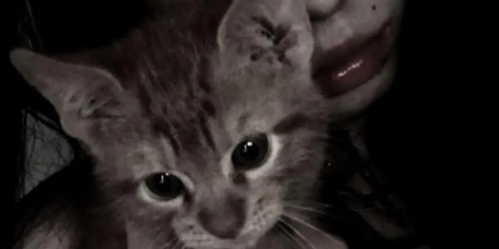 Imagem do grupo de WhatsApp C̷l̷o̷s̷e̷ ̷e̷y̷e̷s̷☠