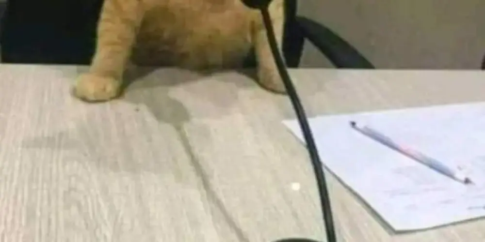 Imagem do grupo de WhatsApp CLT CMG NÃO