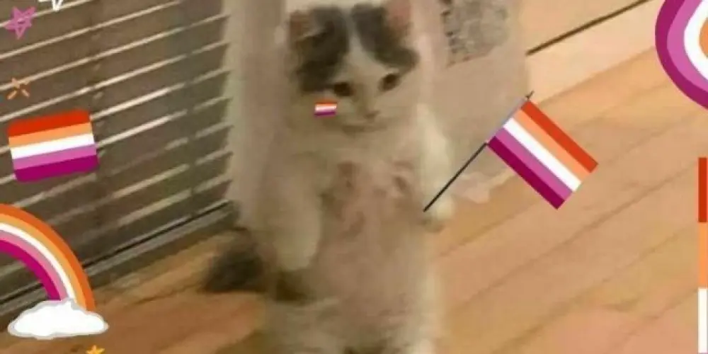 Imagem do grupo de WhatsApp Clube das sáficas 🧡🤍💖