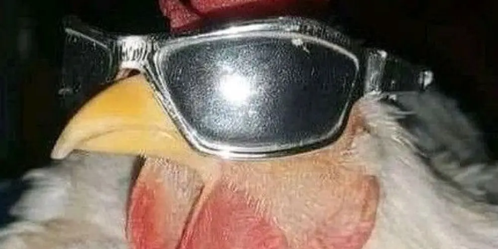 Imagem do grupo de WhatsApp CLUBE DAS WINX 🧚🧚‍♂️🧚‍♀️