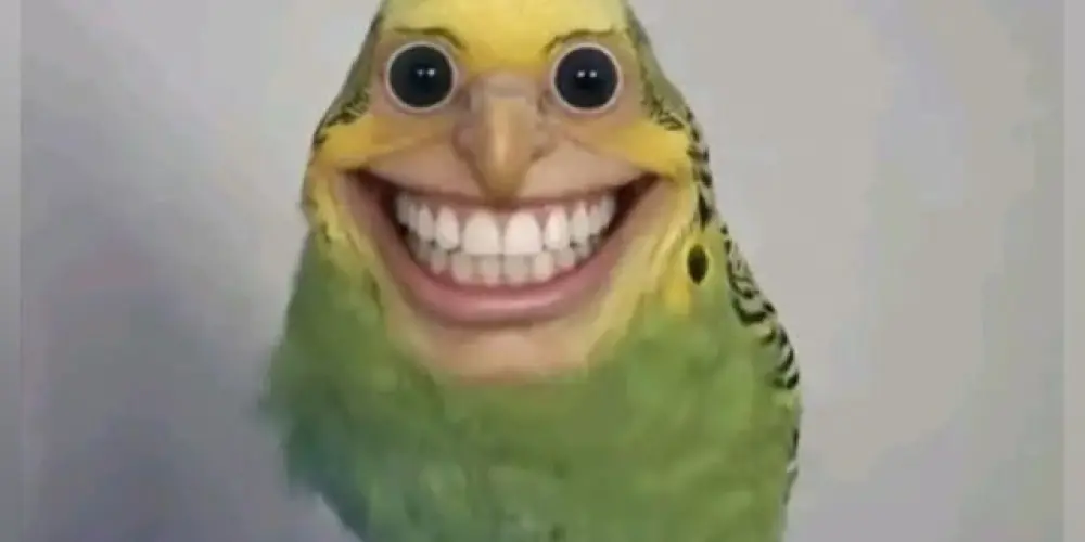 Imagem do grupo de WhatsApp Clube de assobiadores