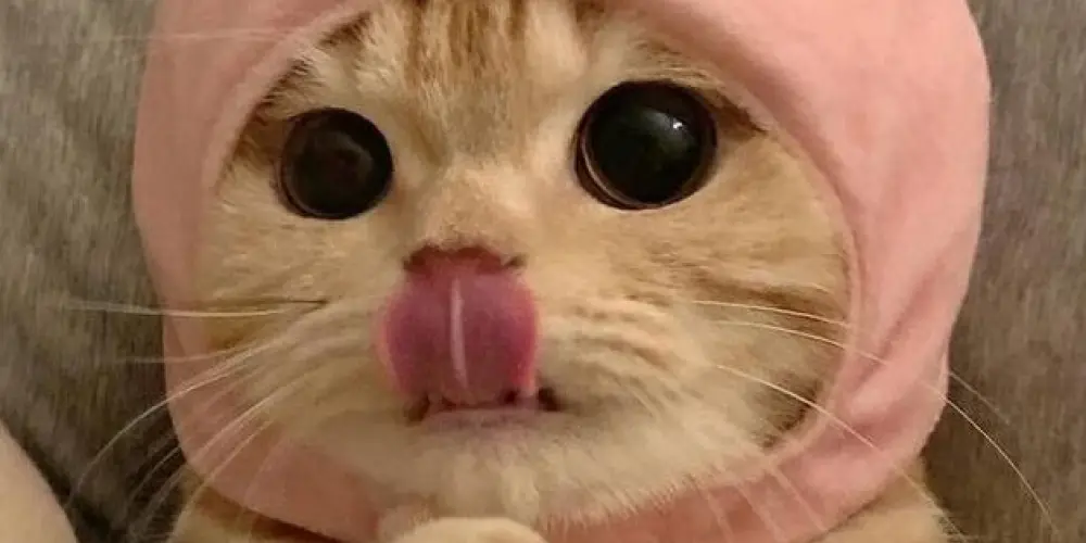 Imagem do grupo de WhatsApp Clube dos miaus ❤️🐈