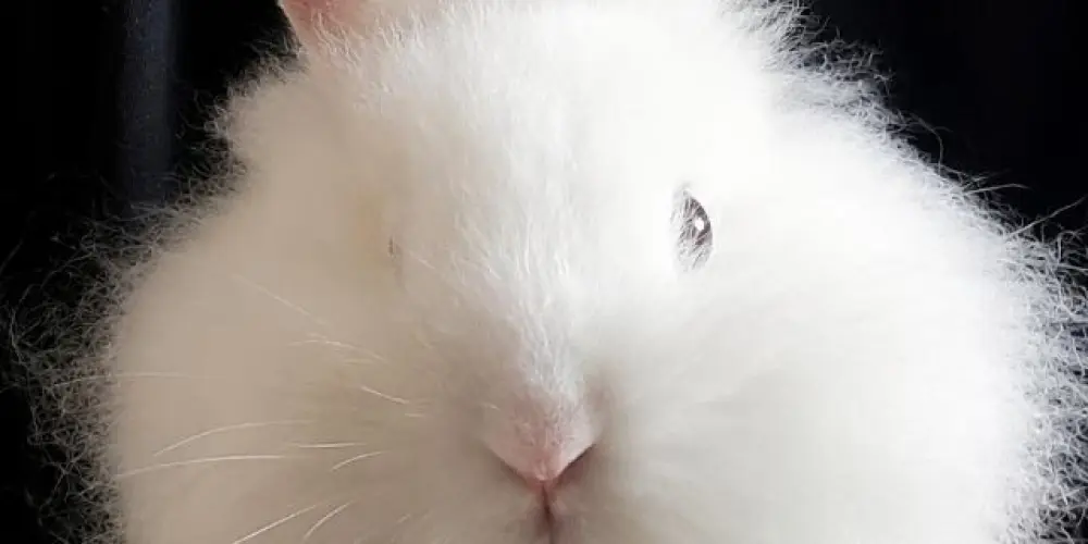 Imagem do grupo de WhatsApp Coelinho Dos Memes🐇