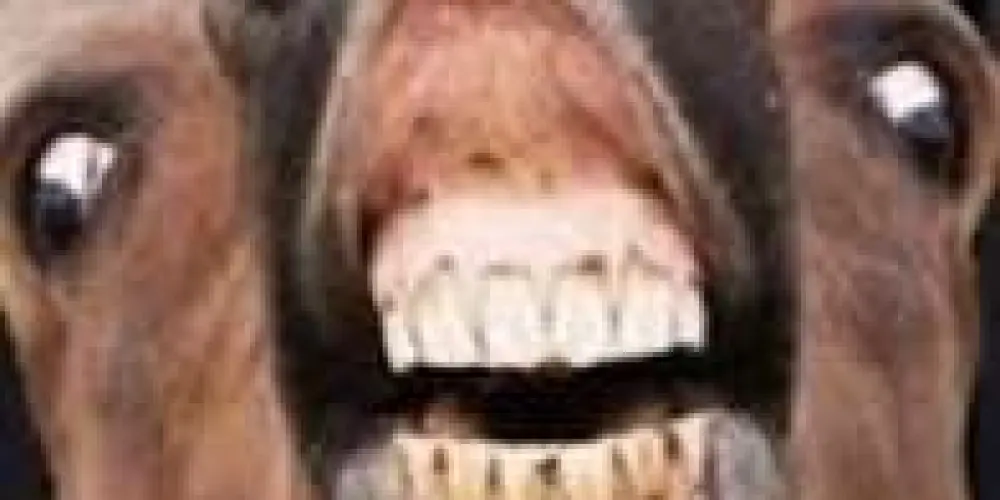 Imagem do grupo de WhatsApp Cofederação das nações unidas