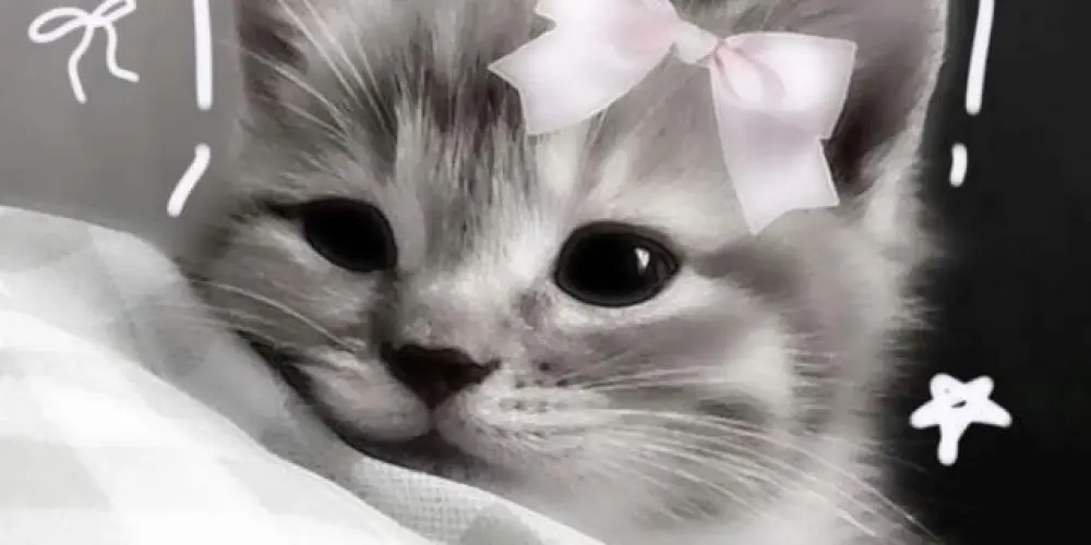 Imagem do grupo de WhatsApp 🌕 Colônia de Férias 🌑