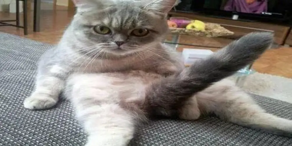 Imagem do grupo de WhatsApp Com Amor e Romance