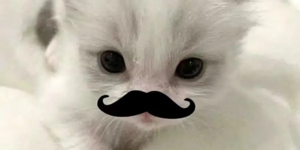 Imagem do grupo de WhatsApp ?Cömediant's¿         #¿Chät'z?