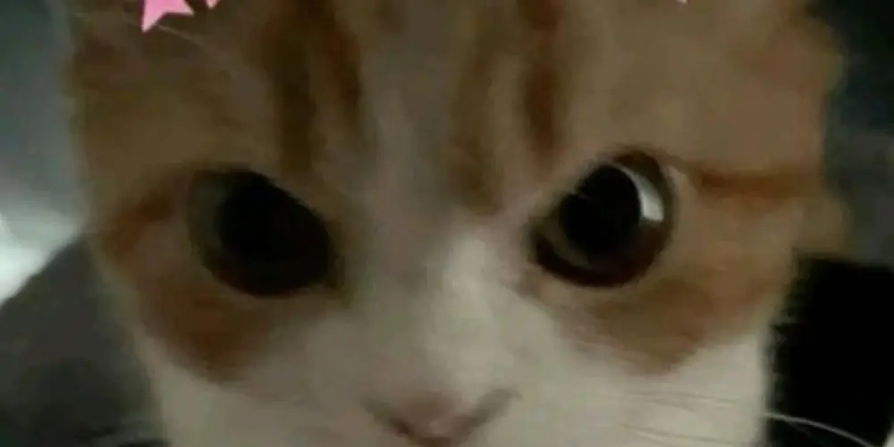 Imagem do grupo de WhatsApp Community funny