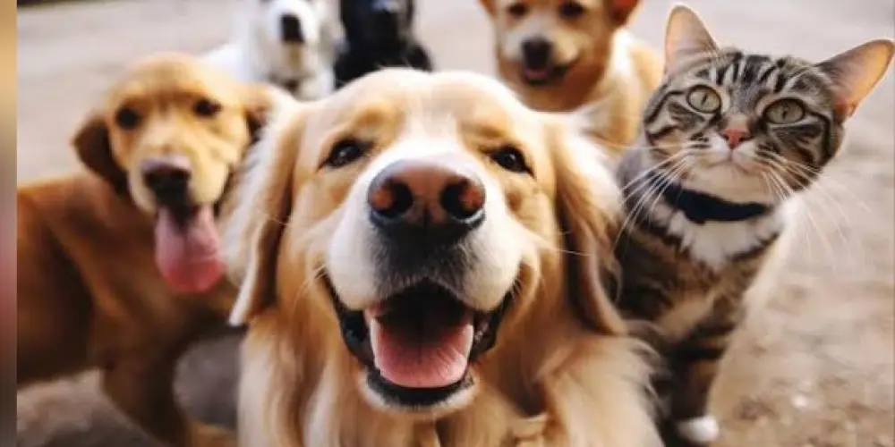 Imagem do grupo de WhatsApp Como cuidar melhor do seu pet