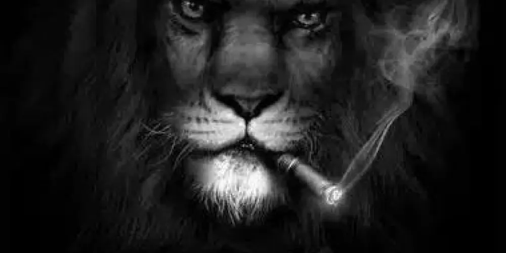 Imagem do grupo de WhatsApp COMUNIDADE DOS EDITORES 🔥