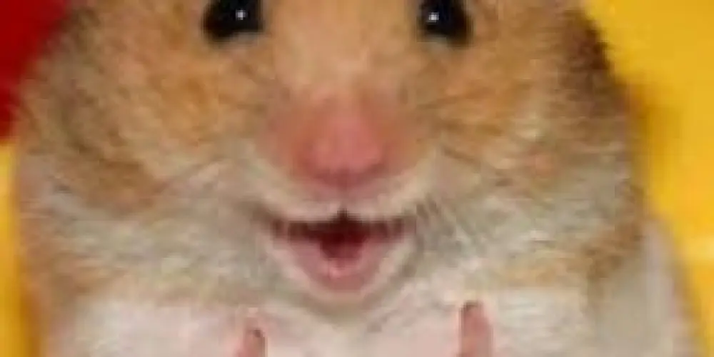 Imagem do grupo de WhatsApp Comunidade jovem