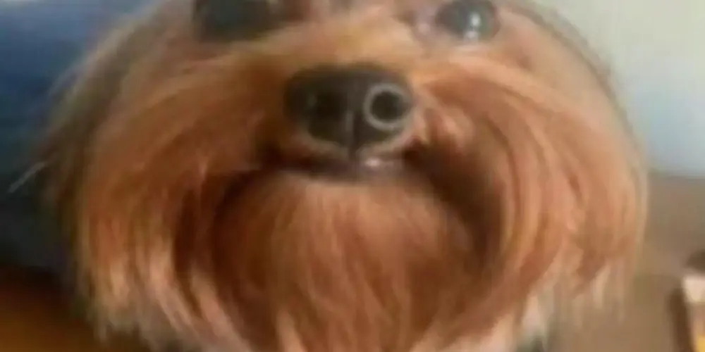 Imagem do grupo de WhatsApp comunidade stress