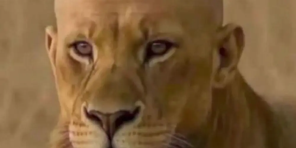 Imagem do grupo de WhatsApp conceito indefinido