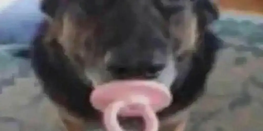 Imagem do grupo de WhatsApp CONCUBINOS 🦍