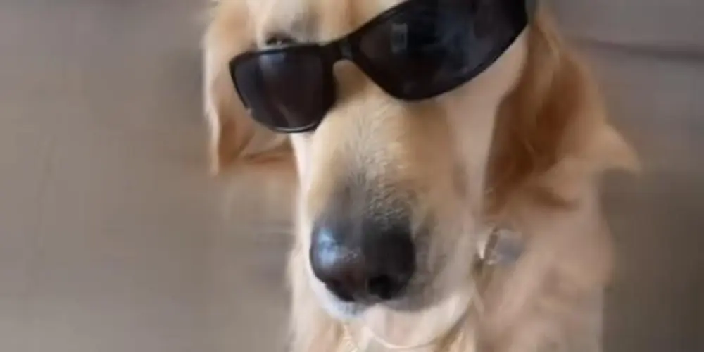 Imagem do grupo de WhatsApp 💯condições 😜🤟🏽