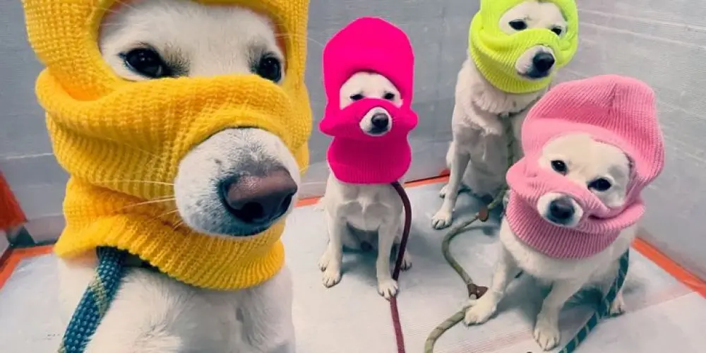 Imagem do grupo de WhatsApp Conectados 24h