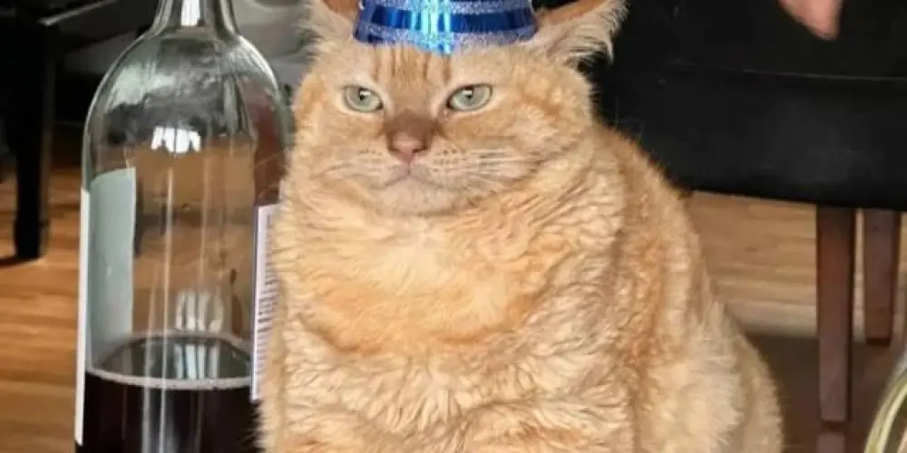 Imagem do grupo de WhatsApp 🔥ȻØNɆȻŦȺĐØS🔥