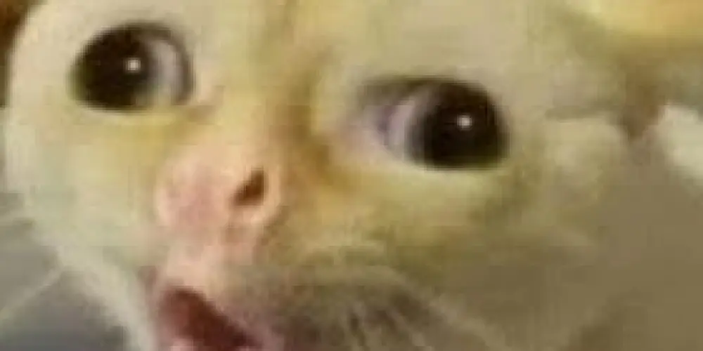 Imagem do grupo de WhatsApp ~Conectados pelo caos~