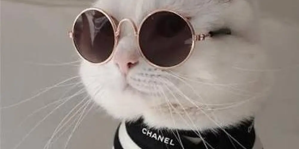 Imagem do grupo de WhatsApp Conexão da bagunça😎