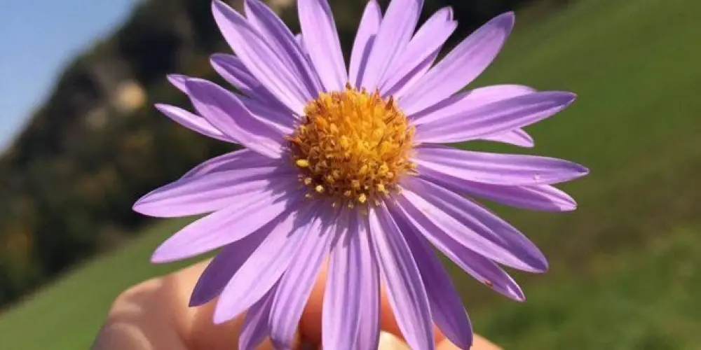 Imagem do grupo de WhatsApp 🌸Conexão Mulher 🌸