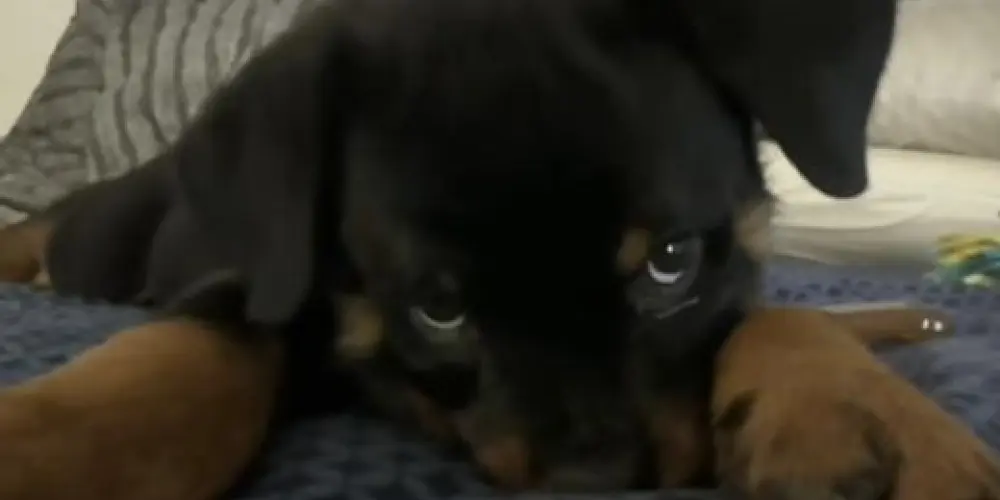 Imagem do grupo de WhatsApp CONTAS FF - GRÁTIS🤓