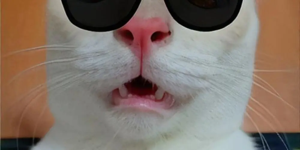 Imagem do grupo de WhatsApp Conversa 24h