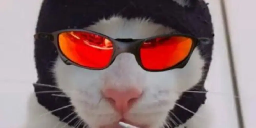 Imagem do grupo de WhatsApp CONVERSA ALTO NÍVEL🍷🌃