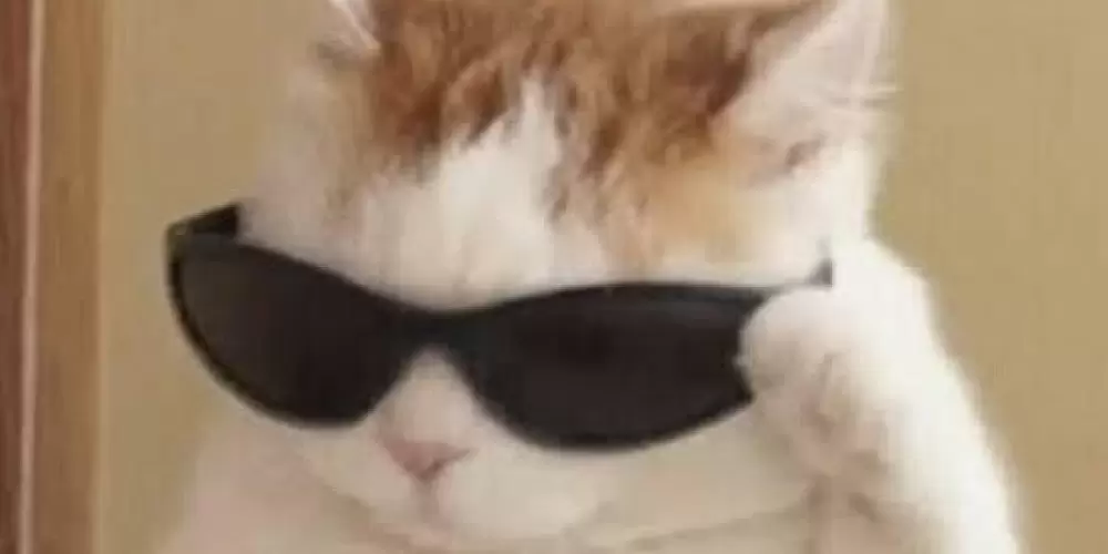 Imagem do grupo de WhatsApp Conversa de doido!!🤡