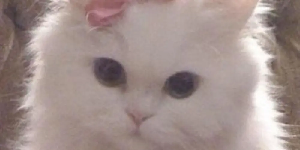 Imagem do grupo de WhatsApp ~💕 Conversamento 🌺