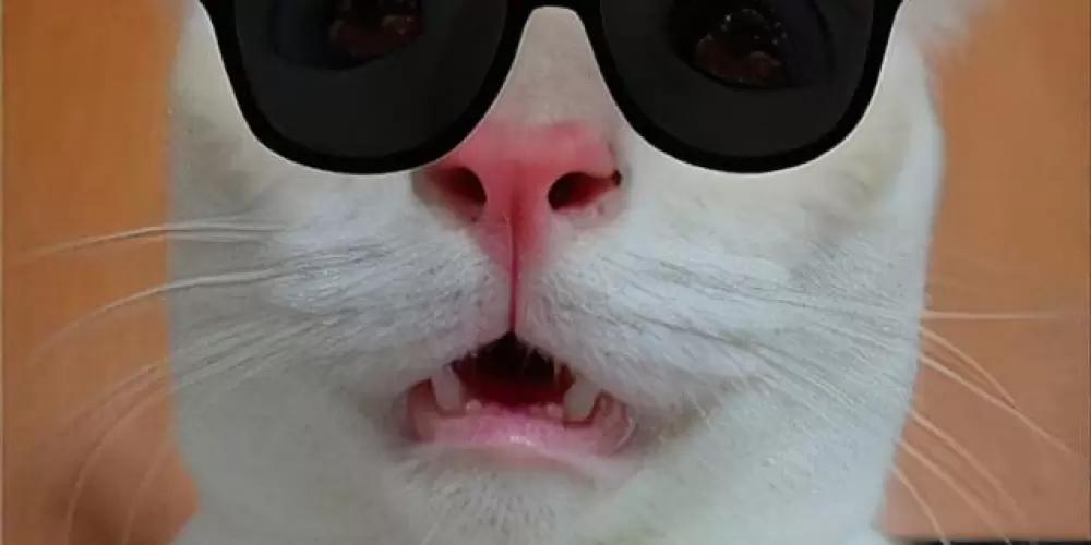 Imagem do grupo de WhatsApp Conversar 24 horas