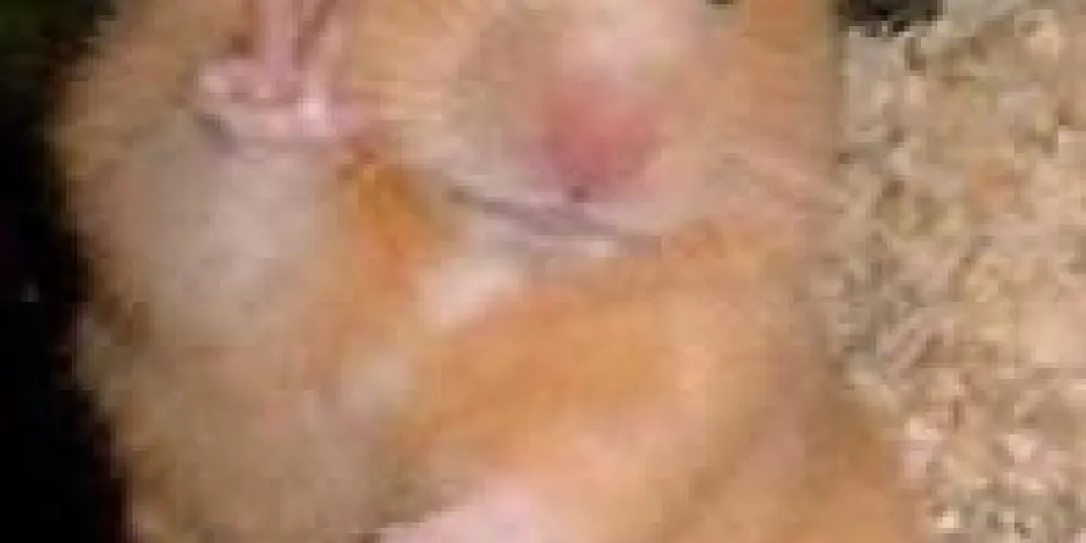 Imagem do grupo de WhatsApp Conversar, chamada,vídeo etc..😝