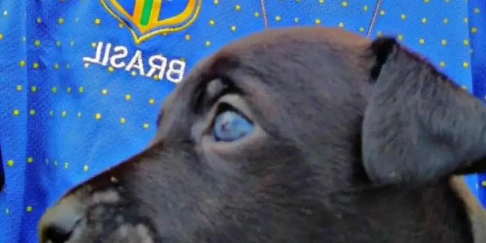 Imagem do grupo de WhatsApp conversartion BR