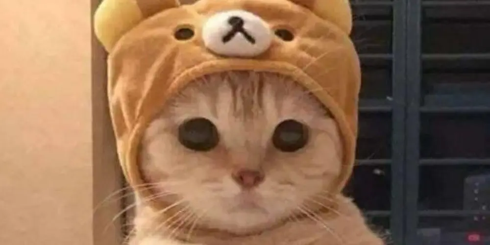 Imagem do grupo de WhatsApp CONVERSAS 24 HORAS, SE DIVERTIR E CONHECER PESSOAS🌕