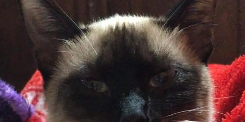 Imagem do grupo de WhatsApp - • conversas • -